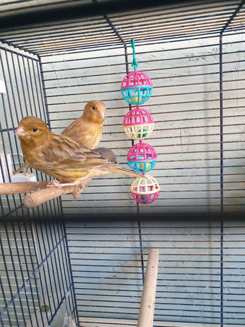X5 Canaries for sale