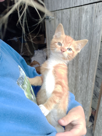 2 male kittens for sale