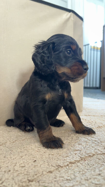 Cockapoo puppies Ready beginning Nov