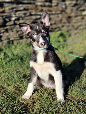 Pomsky f2 x border collie