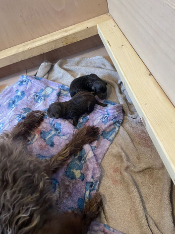 Patterdale terrier cross pups 1 FEMALE LEFT