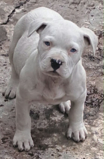 American buldog