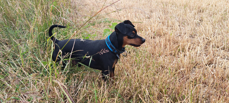 Pet sitting services
