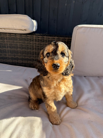 F1 Cockapoo Puppies