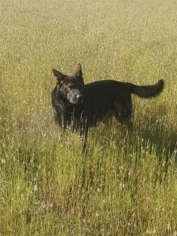 Personal Protection Prospect.