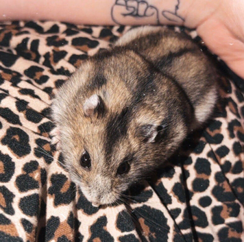 Tame hamster n full setup