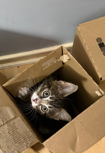5 kittens ready to leave now