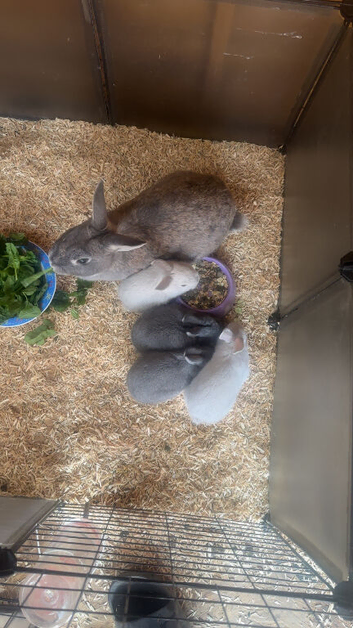 Rabbits for sale