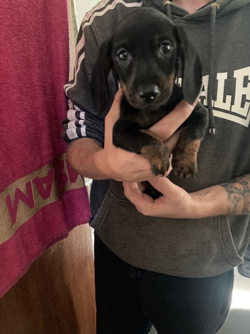 Dachshund puppie Black and Tan