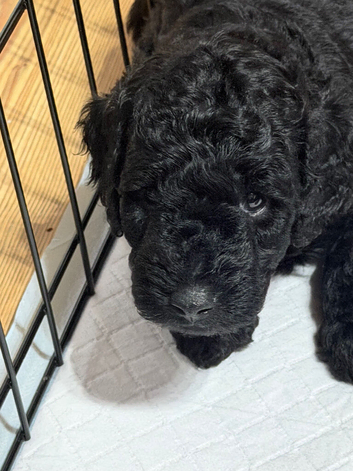 2 boys puppies 5 weeks old