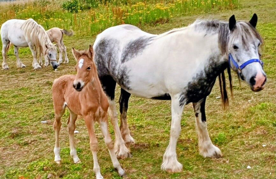 Fell x cob blue and white passport and chipped