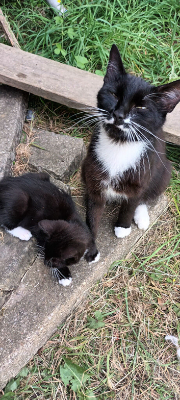 Beautiful Kitty