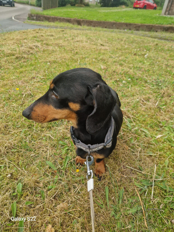 Miniature daschund
