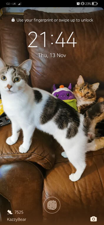 kitten Looking For Forever home 1 yr old
