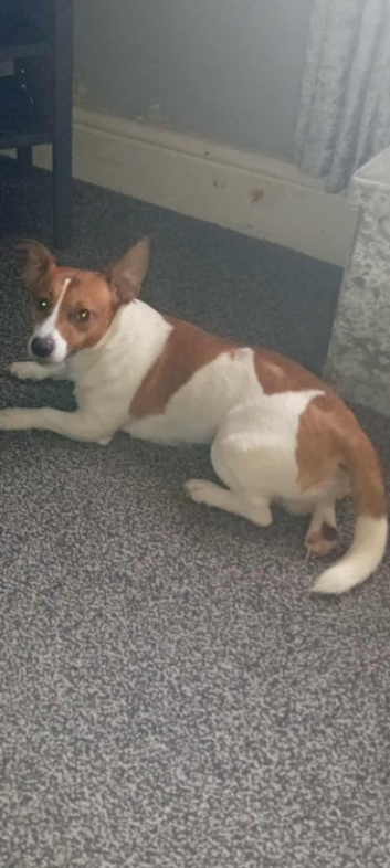 Jack Russell pure breed for stud (proven)