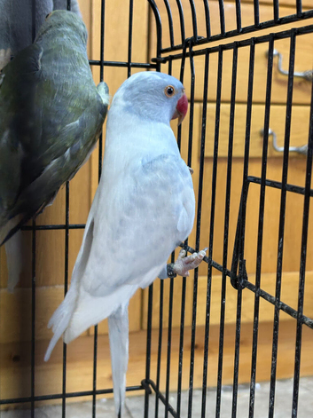 Male and Female indian ring neck