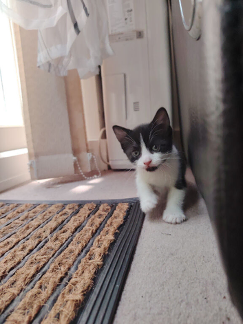 3 beautiful kittens for sale. 2 males 1 female left.