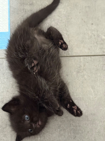 Exquisite Ragdoll / Turkish Angora Kittens &ndash; 7 Weeks Old | Blue-Eyed | Home-Raised