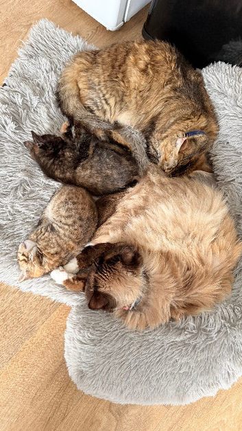 Mixed ragdoll kittens