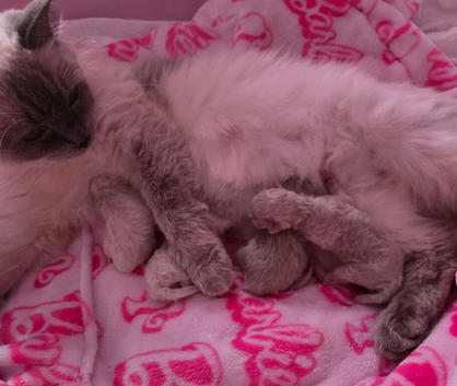 2 x ragdoll kittens