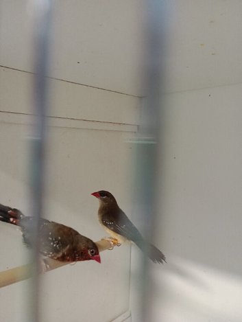 Pair strawberry finches for sale