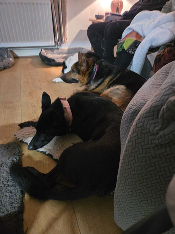 Bear black gsd