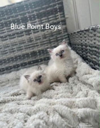 ONLY 2 BEAUTIFUL BOYS LEFT READY TO LEAVE NOW