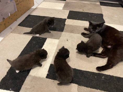 Kittens