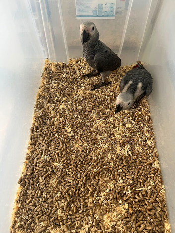 Selling baby handreared African greys