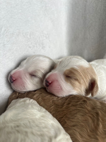 Cocker spaniel cockerpoo cross cavapoochon