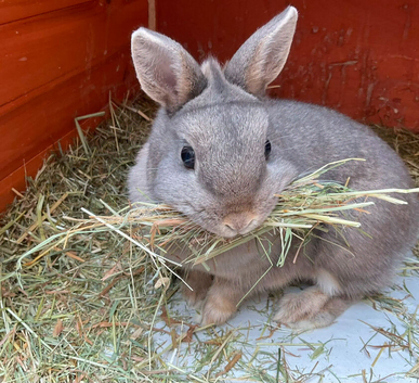 Rabbit and hutch etc