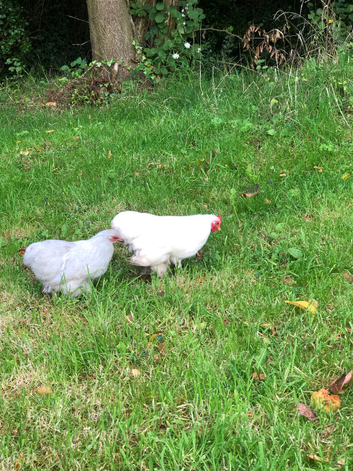 Pair of pekin bantams