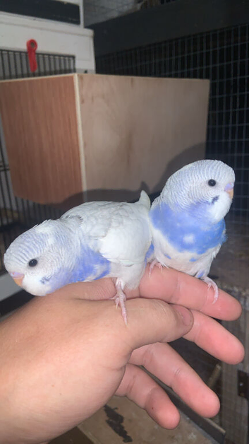 Budgies