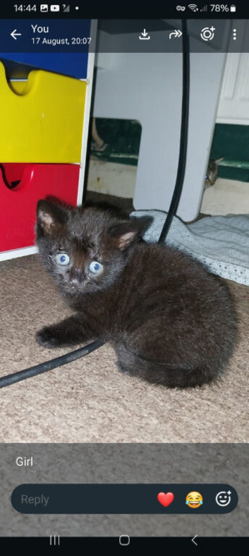 6 beautiful kittens