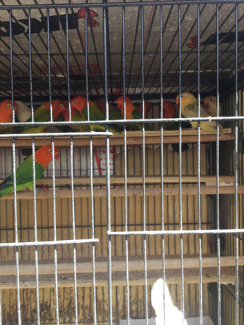 Loads of opaline Fischer lovebirds.