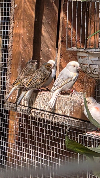 Harlequin and fife canaries