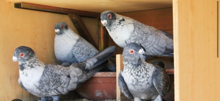 Syrian pigeons for sale 100&pound; each