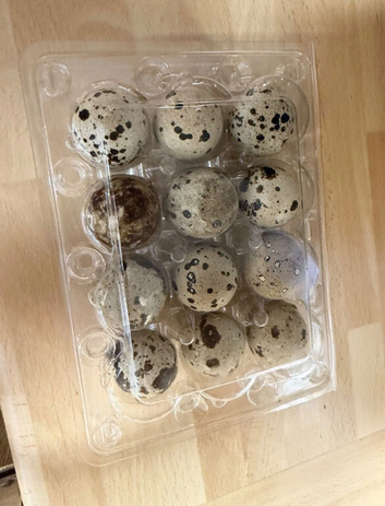 12 fertile cotournix quail eggs for sale