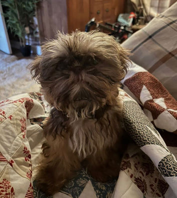 Shih Tzu x griffin