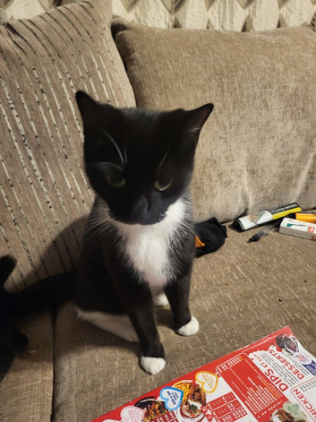 Female cat