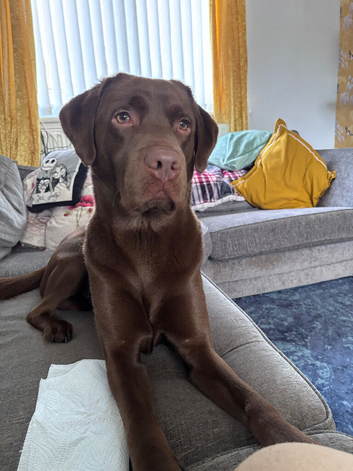 Chocolate Labrador for stud