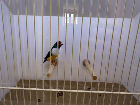 Gouldian Finch Cock Bird For Sale (RH, WB, GB)