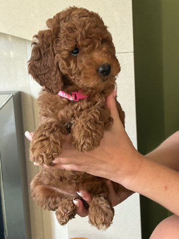TRUE MINI F4B GOLDENDOODLES