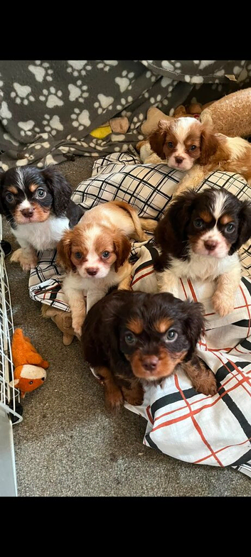 Chocolate cavalier king charles spaniel puppies