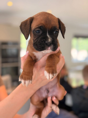 KC registered Boxer puppies