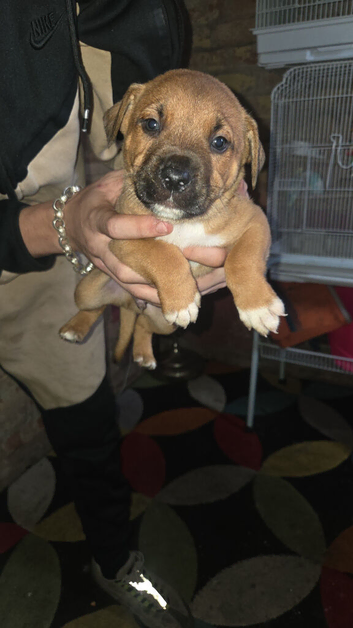 Staffy cross puppies