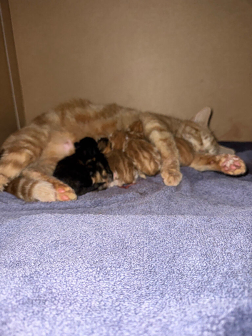 Ginger kitten