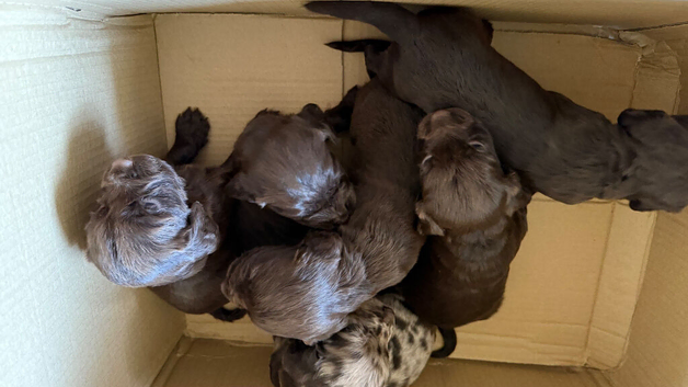 4 puppies left 2 girls 2 boys