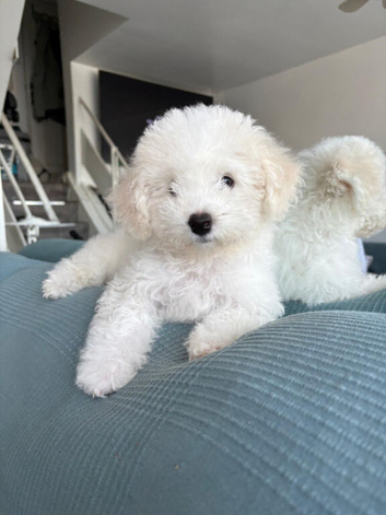 Bichon frise