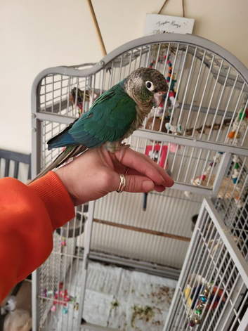 1yo silly tame Conure